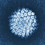 Papilomavirus - HPV (zdroj NCI, public domain)